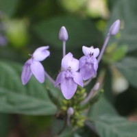 <i>Pseuderanthemum graciliflorum</i>  (Nees) Ridl.